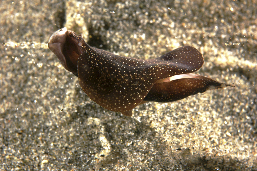 Aglaja ocelligera